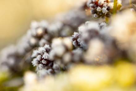 Producteurs locaux du Restaurant Etoilé Les Morainières en Savoie